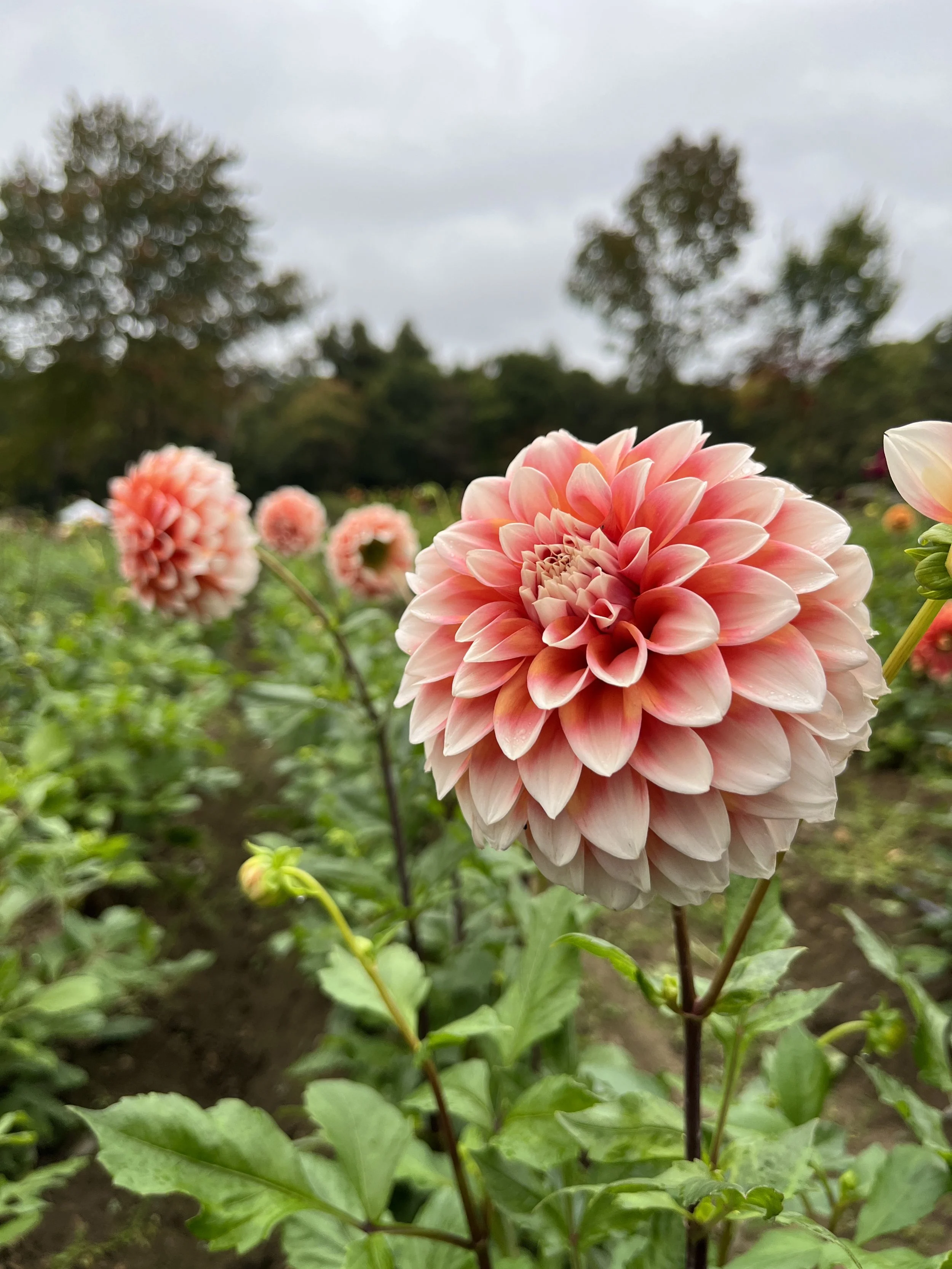 Peach Bi-color — FIVEFORK FARMS